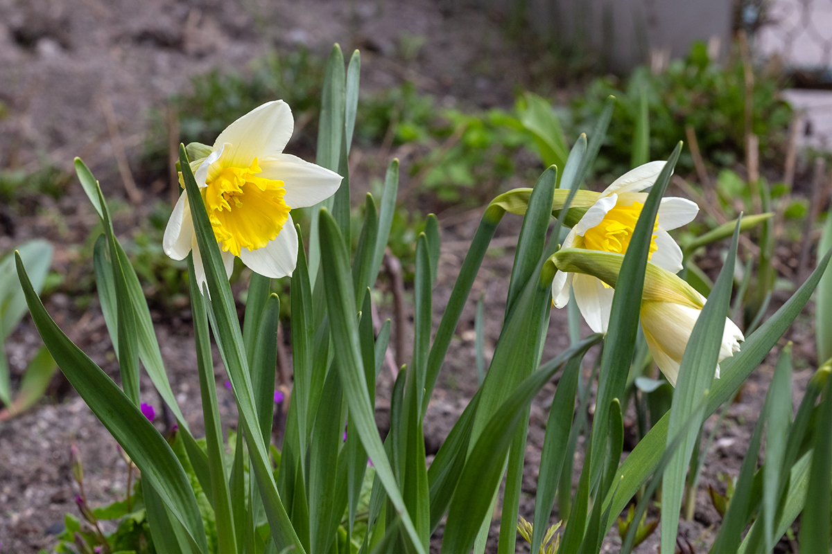 Image of Narcissus &times; incomparabilis specimen.