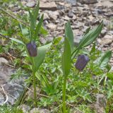 Fritillaria latifolia. Цветущие растения. Карачаево-Черкесия, Домбай, гора Мусса-Ачитара, 2500 м н.у.м., на каменистом склоне. 07.07.2015.