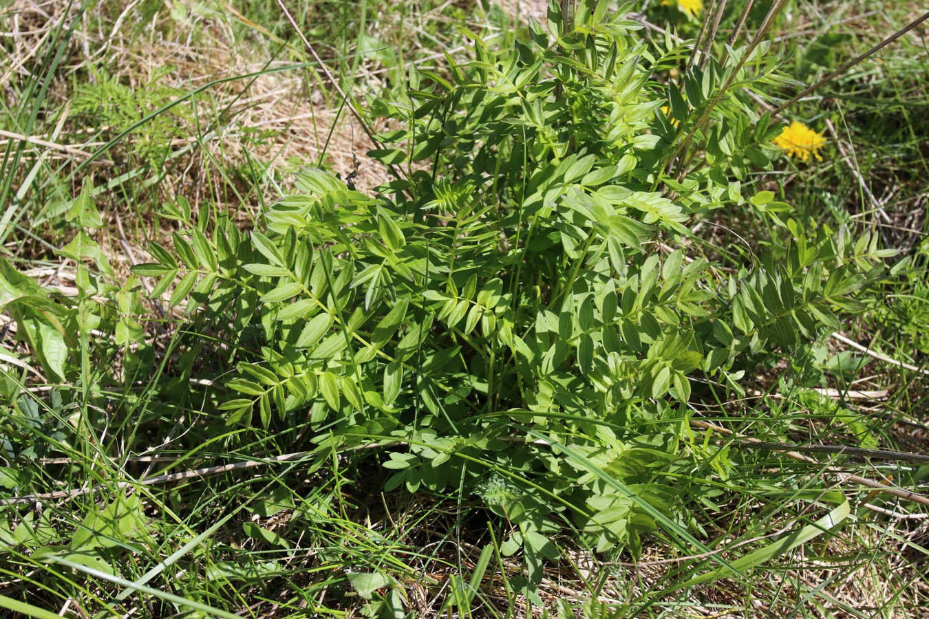 Изображение особи Polemonium caeruleum.