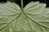 Grossularia uva-crispa. Основание листа (вид на абаксиальную поверхность). Приморский край, Шкотовский р-н, пос. Подъяпольск, сад. 14.06.2025.