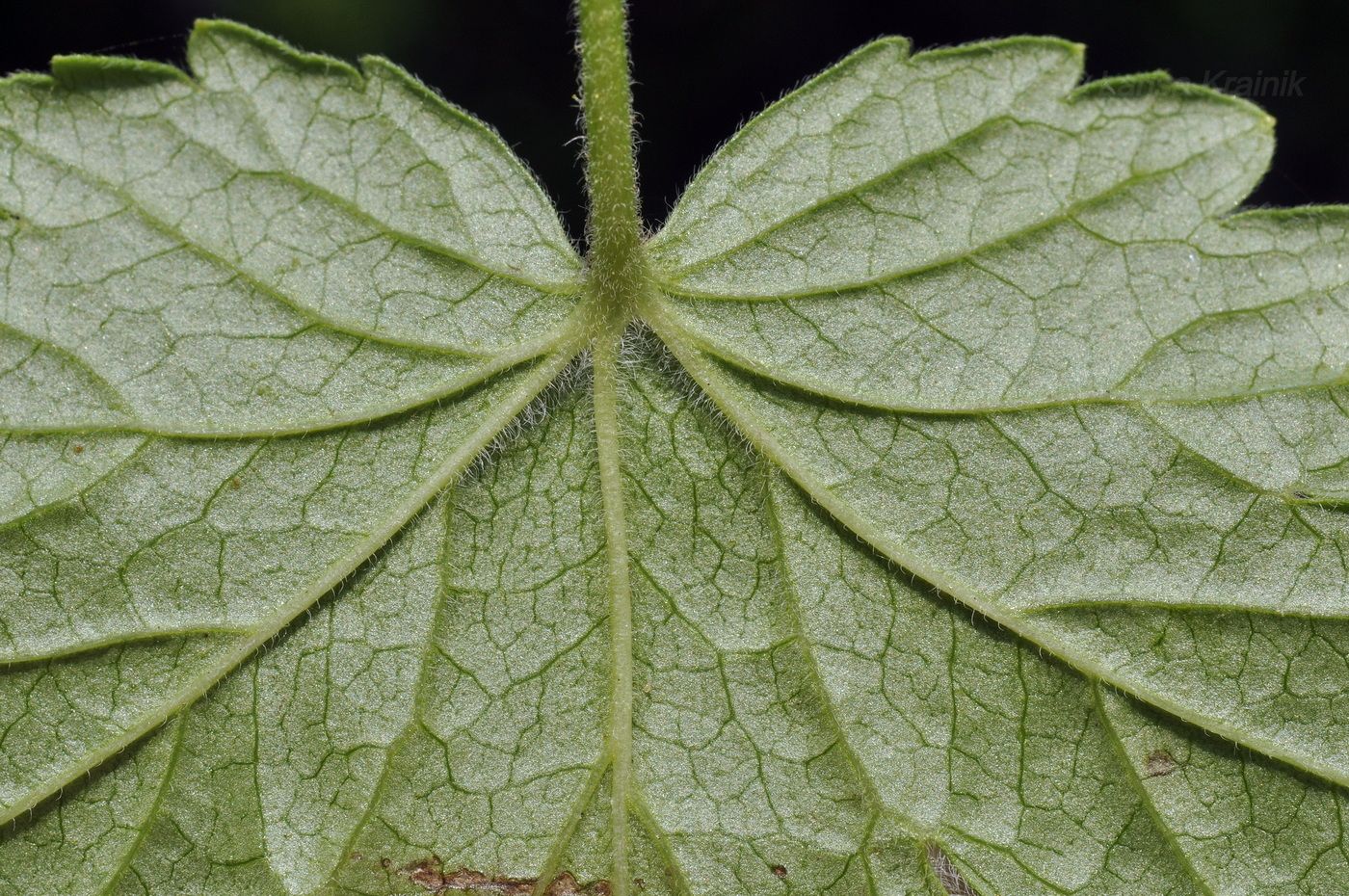 Image of Grossularia uva-crispa specimen.