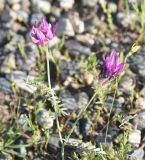 род Astragalus