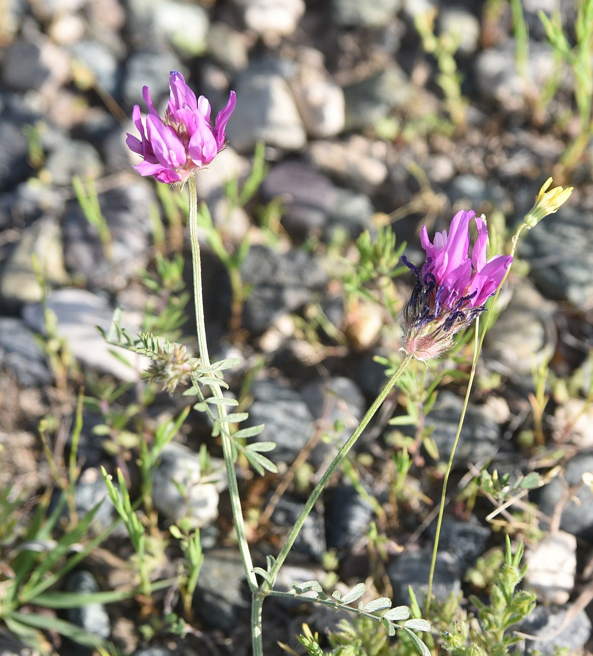 Image of genus Astragalus specimen.