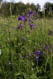 Polemonium caeruleum