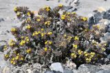 Смотреть изображение Arnebia tibetana