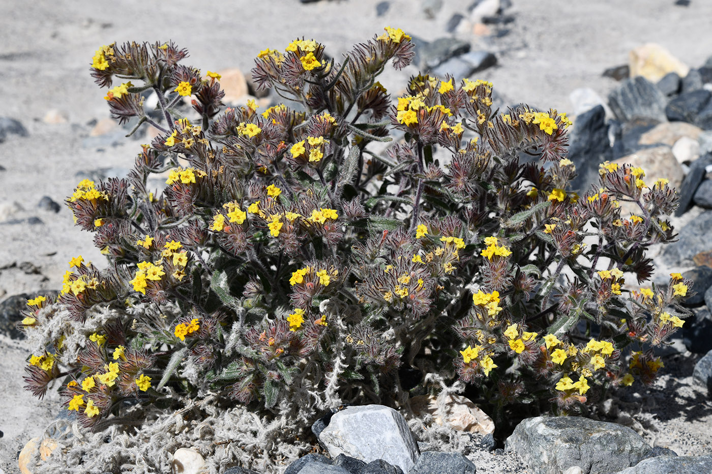 Изображение особи Arnebia tibetana.