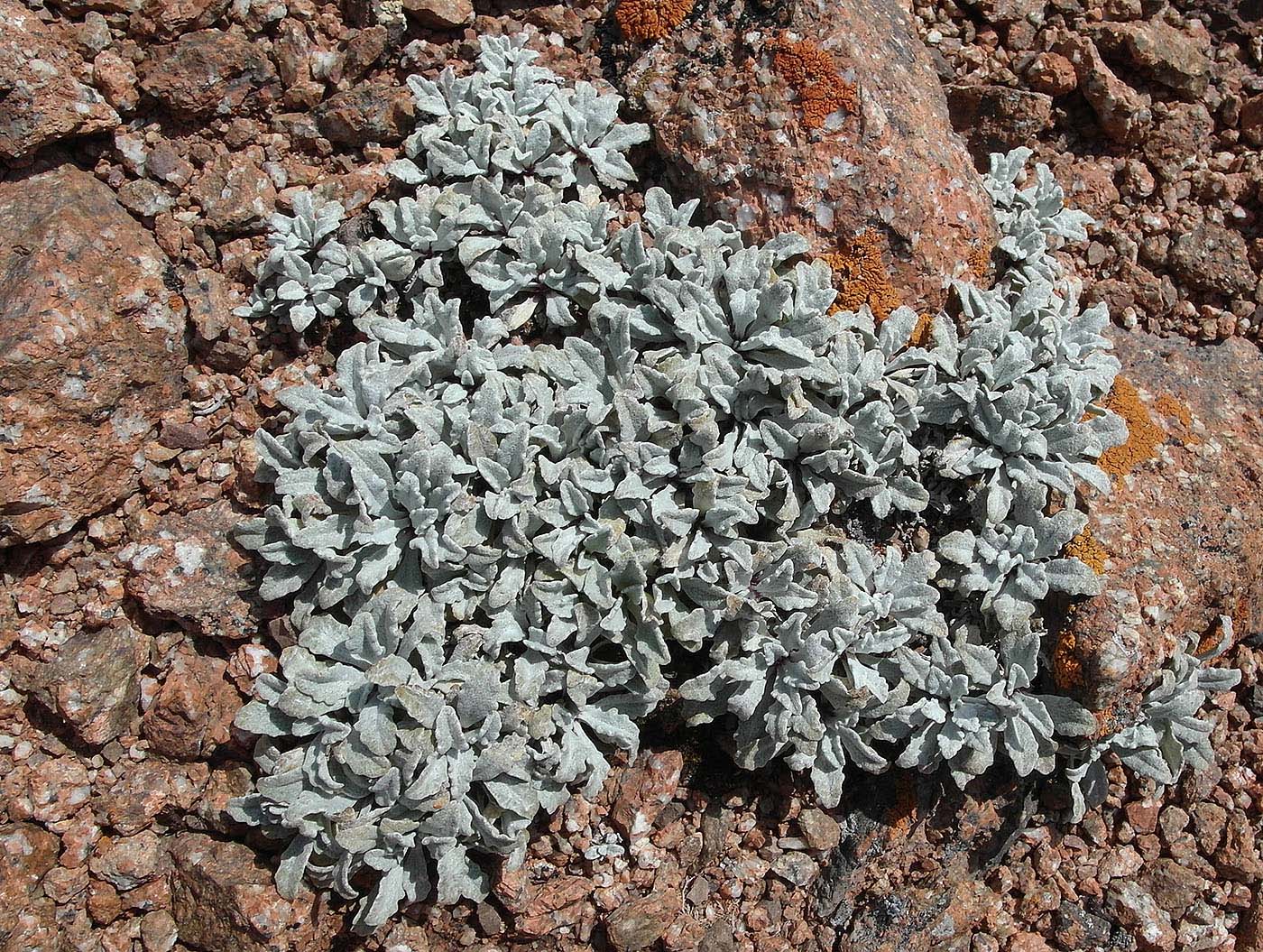 Изображение особи Saussurea gnaphalodes.