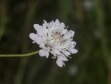 Cephalaria transsylvanica