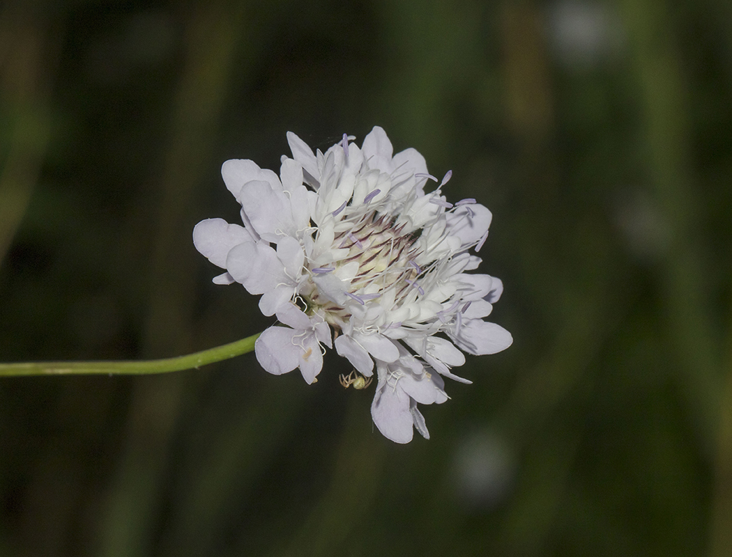 Изображение особи Cephalaria transsylvanica.
