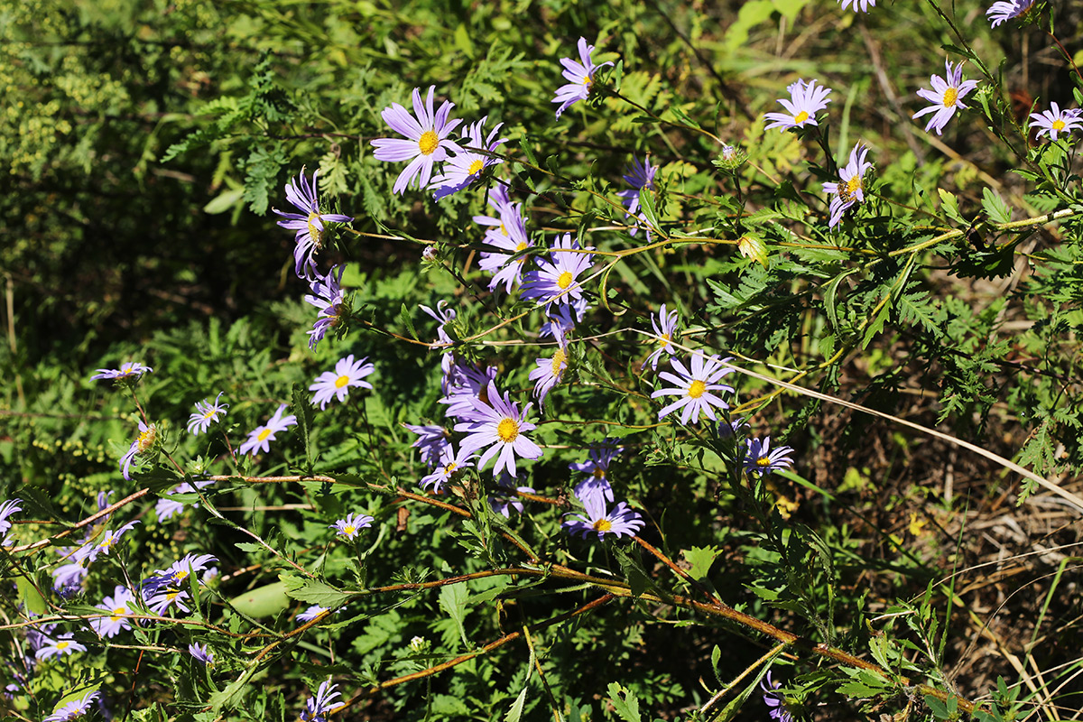 Изображение особи Callistephus chinensis.