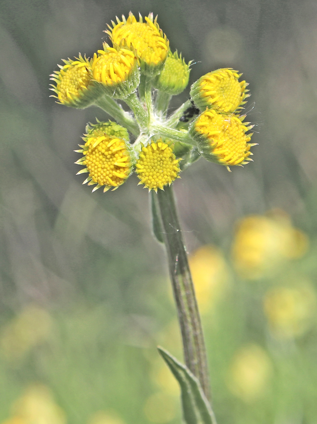 Image of Tephroseris integrifolia specimen.