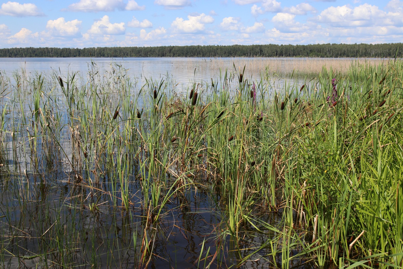 Image of Typha × glauca specimen.