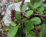 Salix reticulata