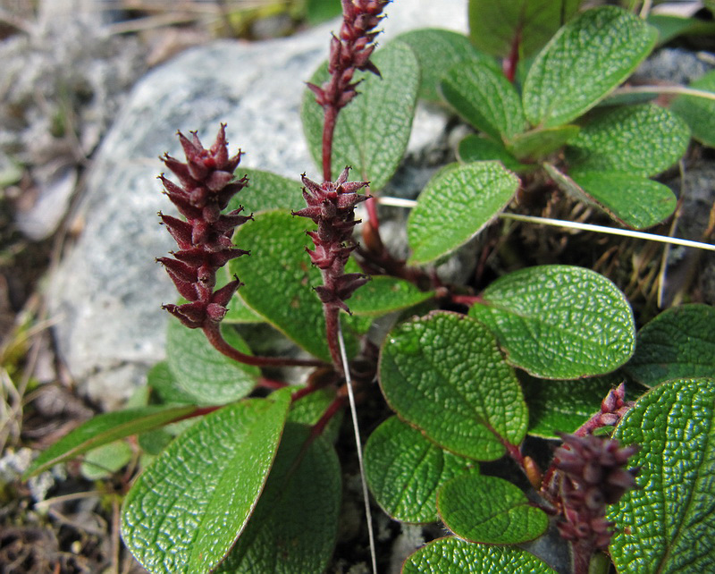 Image of Salix reticulata specimen.