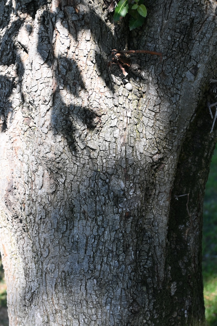 Изображение особи Quercus ilex.