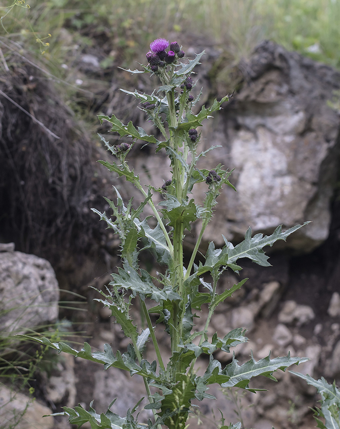 Image of Cirsium uliginosum specimen.
