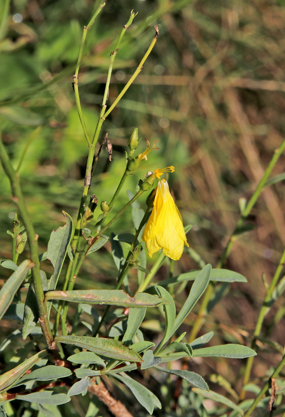 Image of Linum ucranicum specimen.
