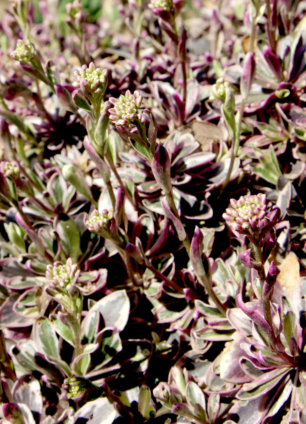 Изображение особи Arabis ferdinandi-coburgii.