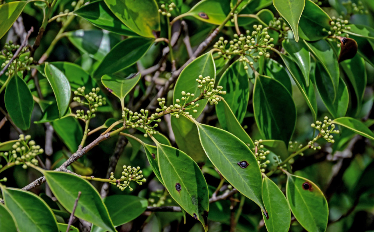 Image of genus Ilex specimen.