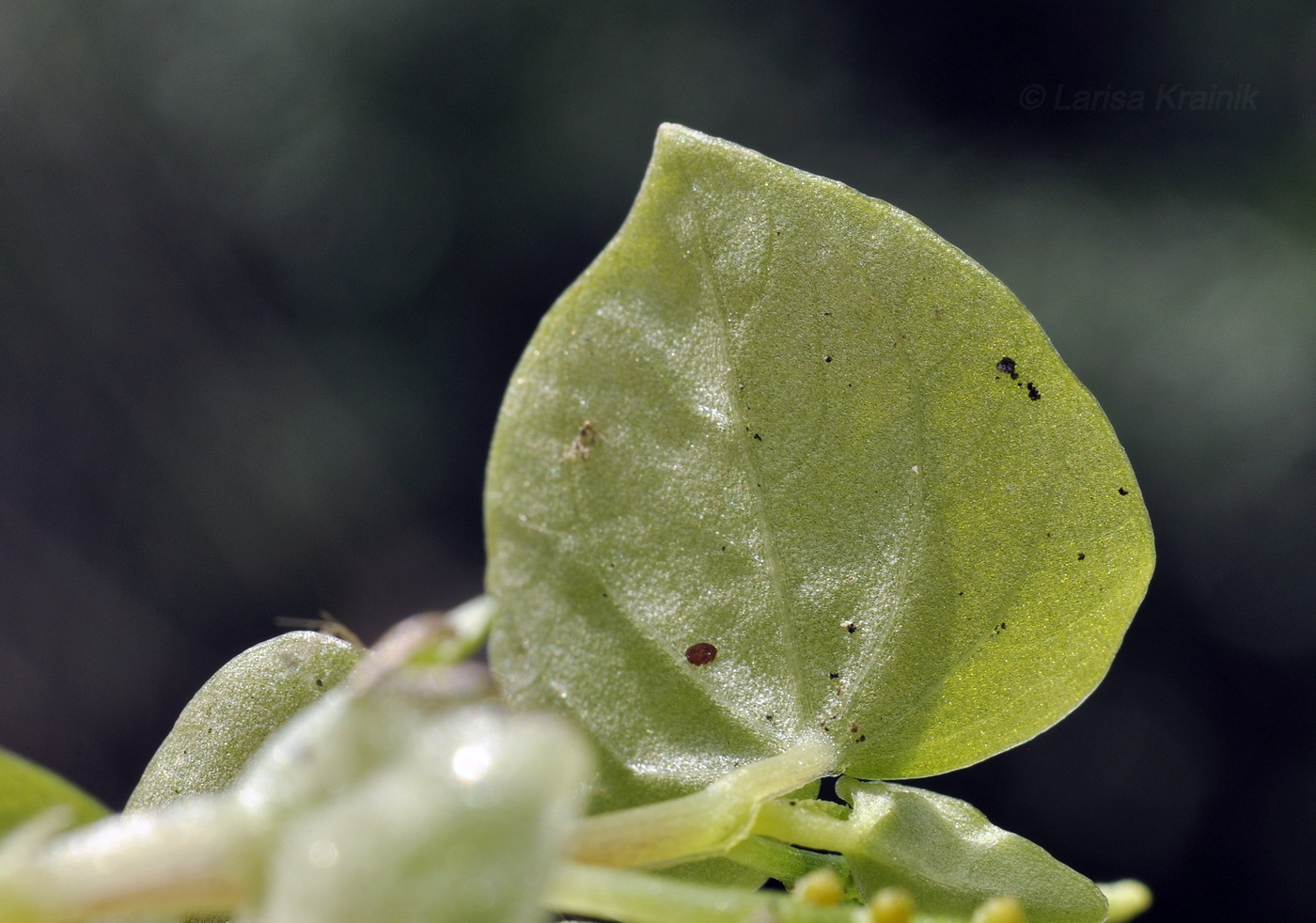 Image of Peperomia pellucida specimen.