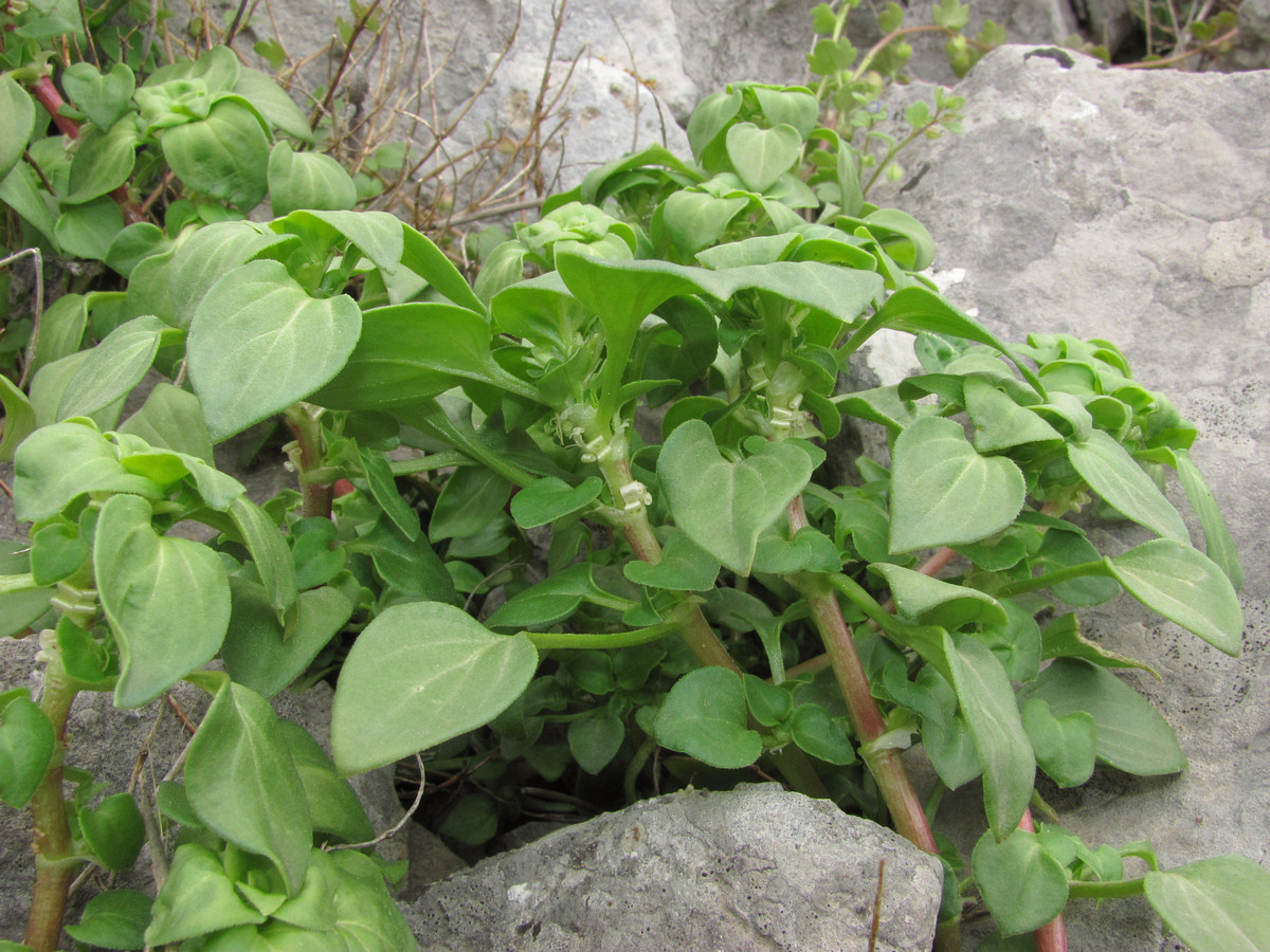 Изображение особи Theligonum cynocrambe.