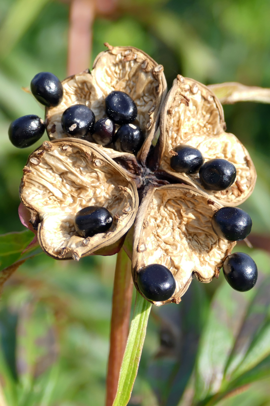 Image of Paeonia anomala specimen.