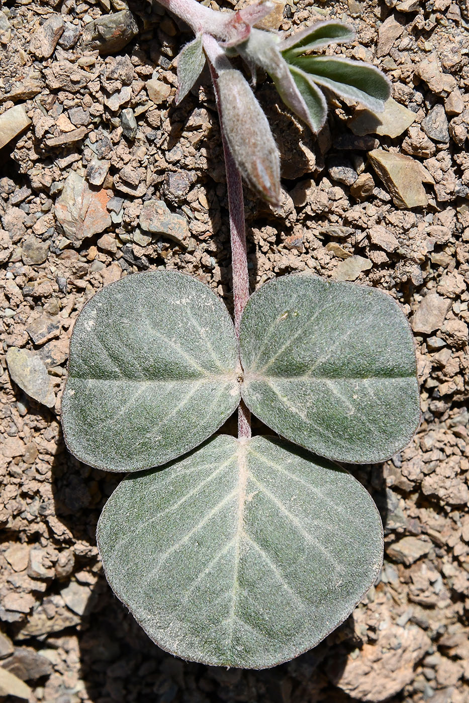Изображение особи Chesneya ternata.