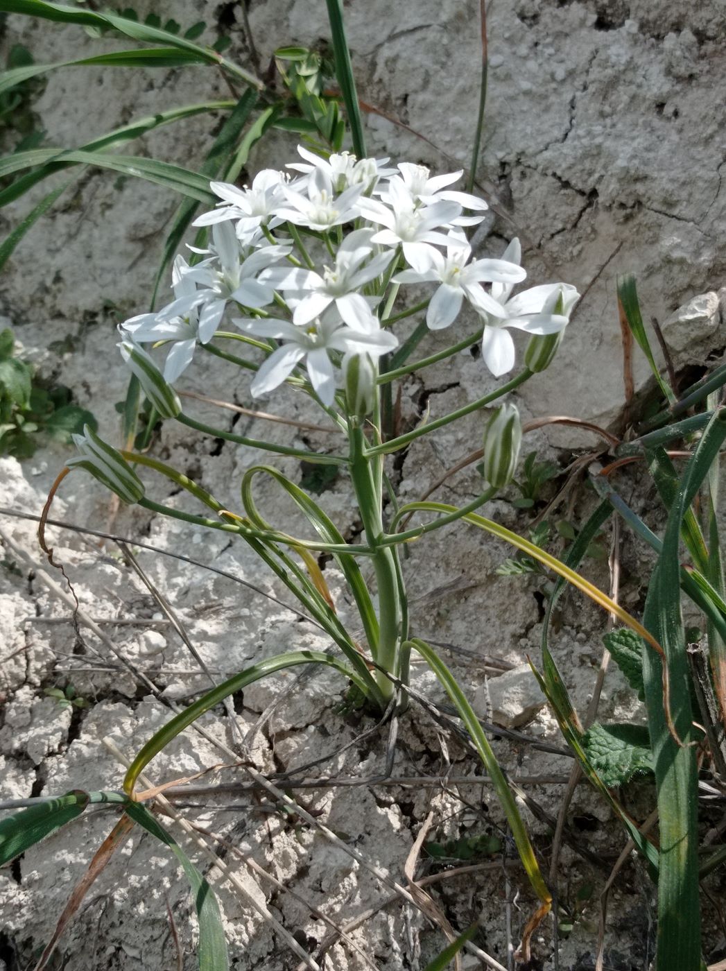 Изображение особи Ornithogalum kochii.