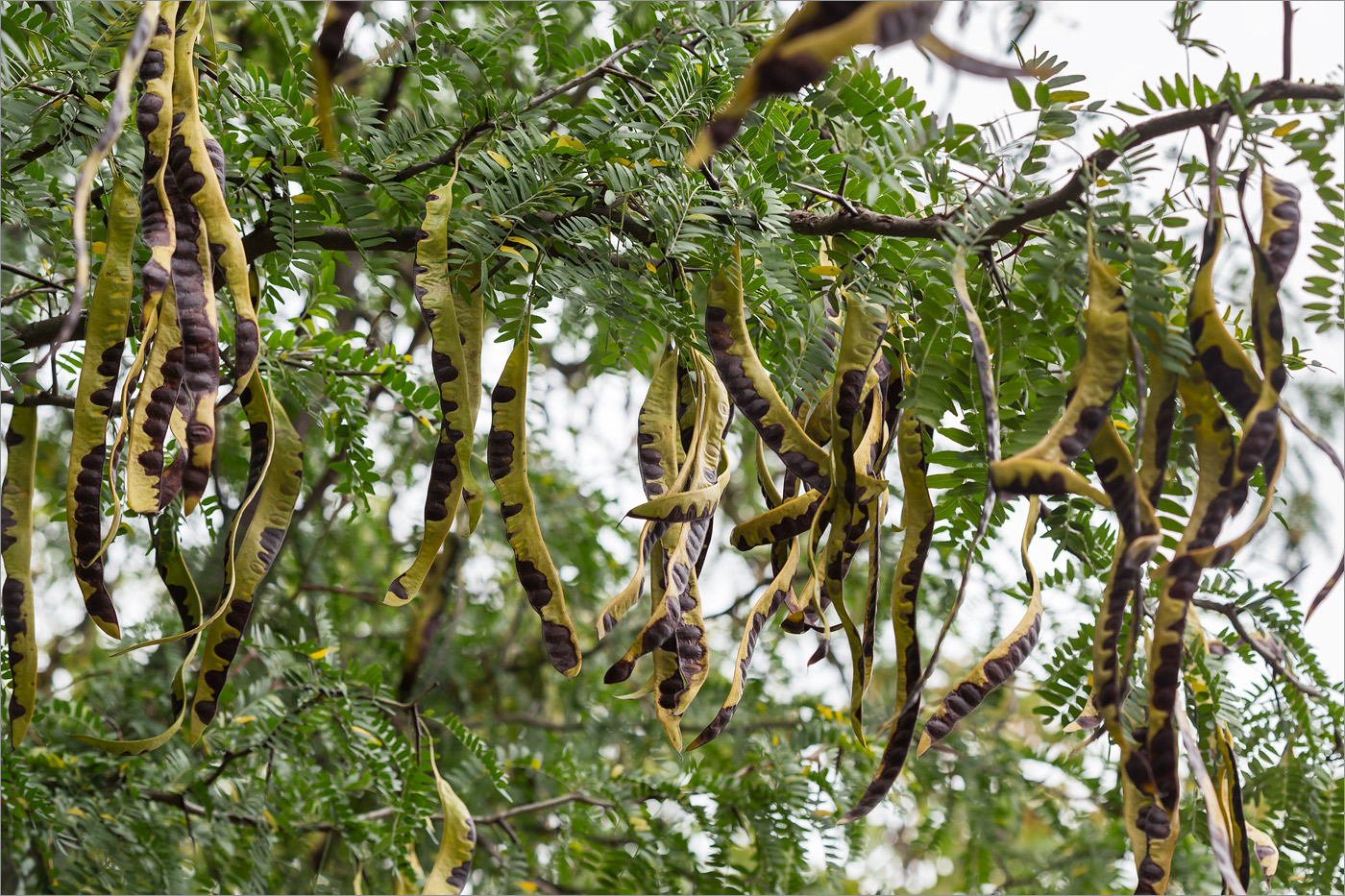 Изображение особи Gleditsia triacanthos.