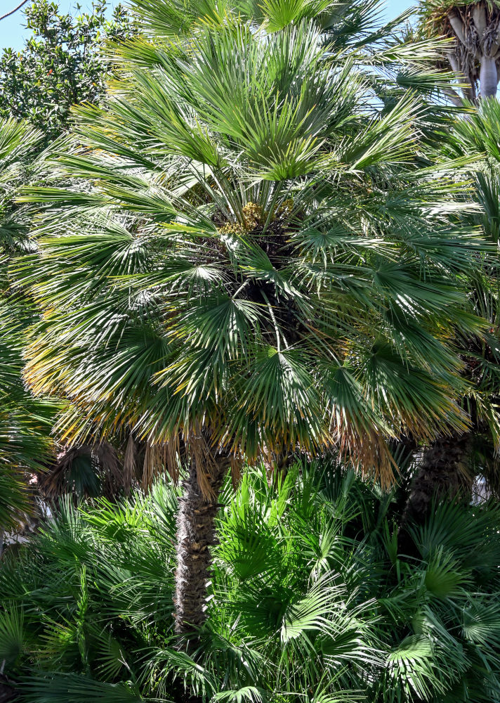 Image of Chamaerops humilis specimen.
