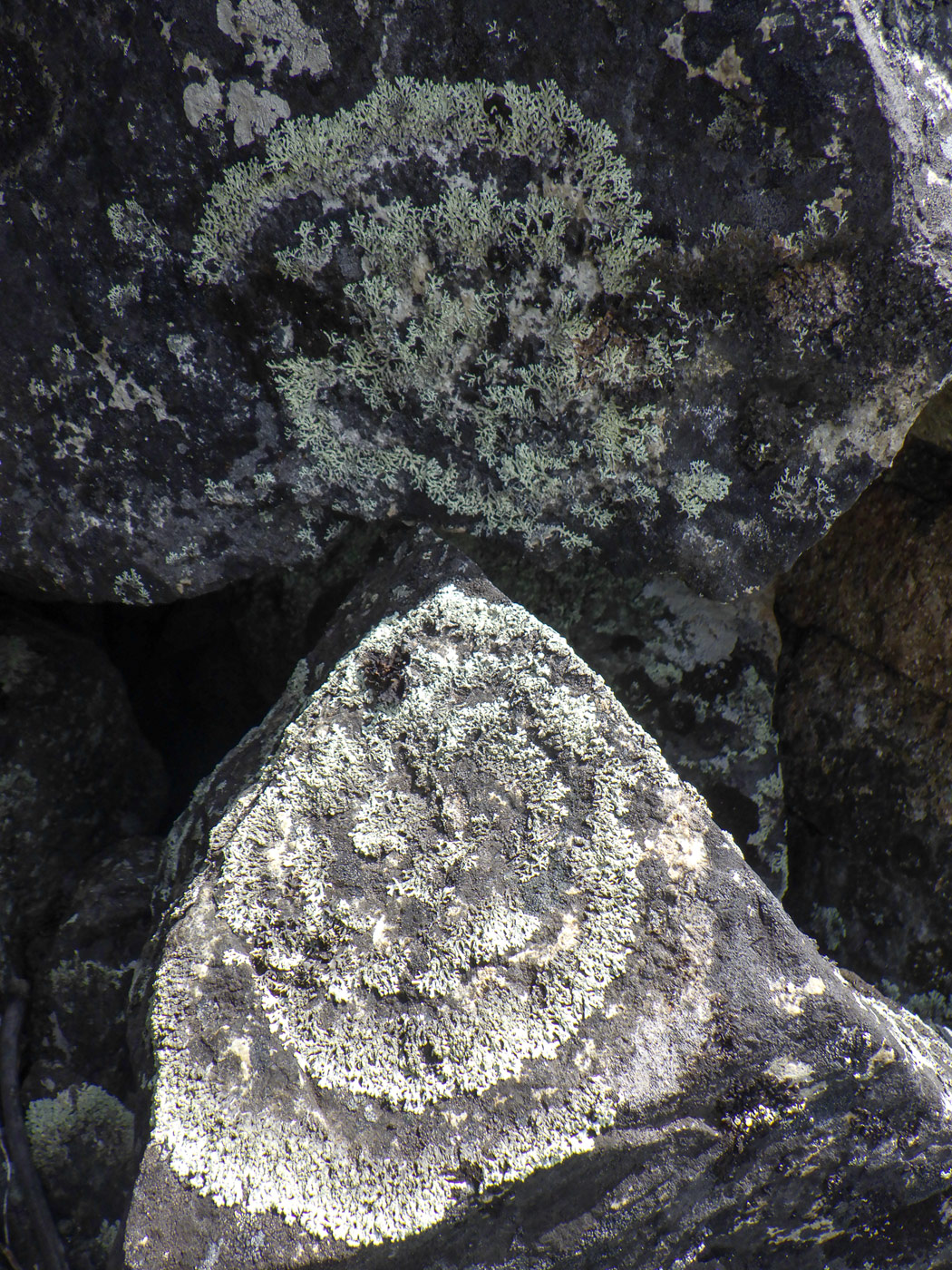 Image of Arctoparmelia centrifuga specimen.