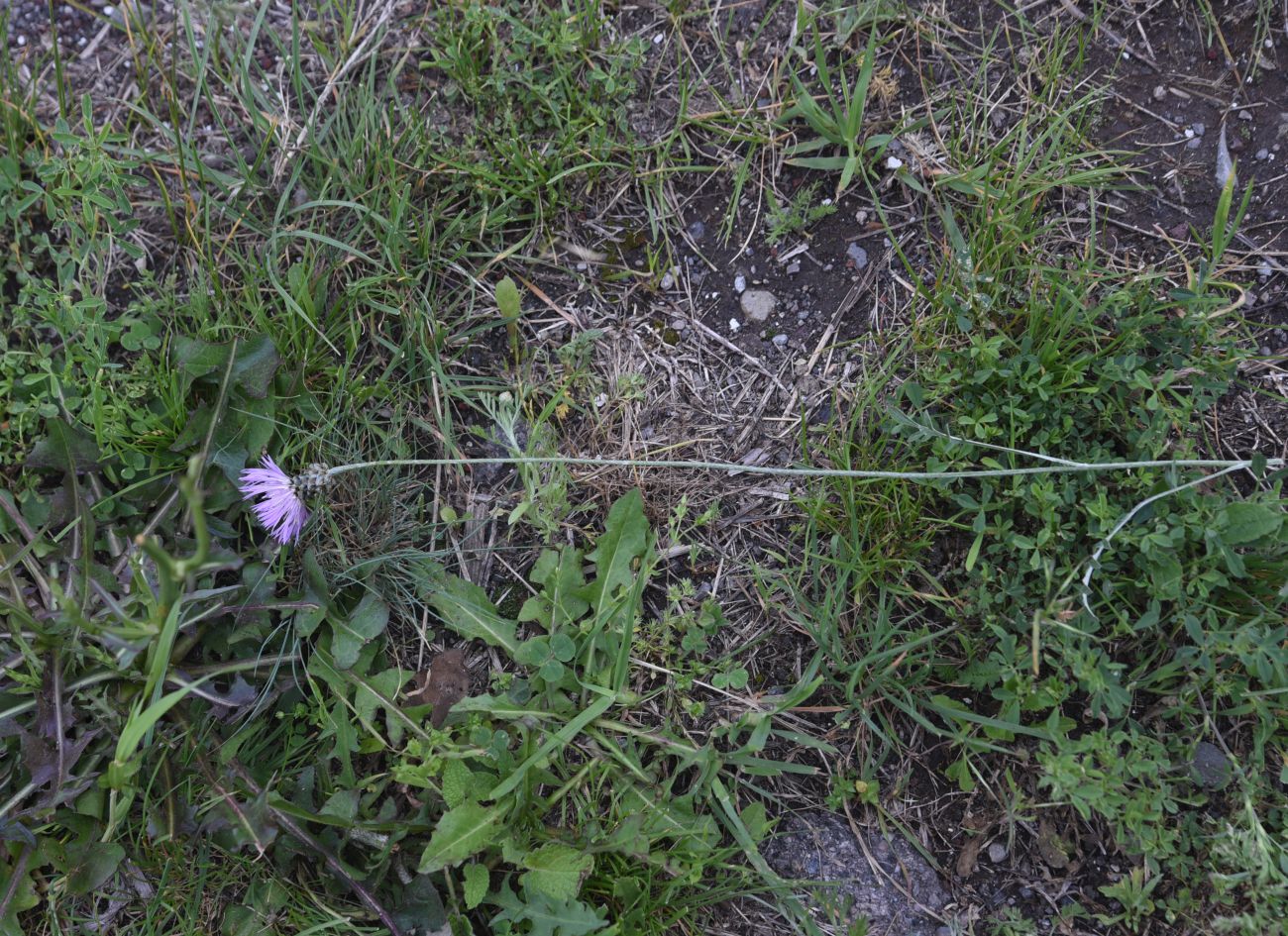 Изображение особи Неопознанный вид.