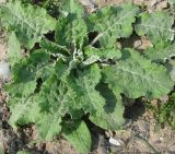 Arctium tomentosum. Отрастающее весной растение. Ярославская обл., пос. Новый Некоуз, обочина дороги. 28.04.2011.