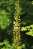 Eremurus spectabilis. Часть соцветия. Краснодарский край, Черноморское побережье Кавказа, окр. г. Новороссийск, Маркотхский хр., северо-западный склон г. Семигорка, горная петрофитная степь в сочетании с участками шибляка. 18 мая 2025 г.