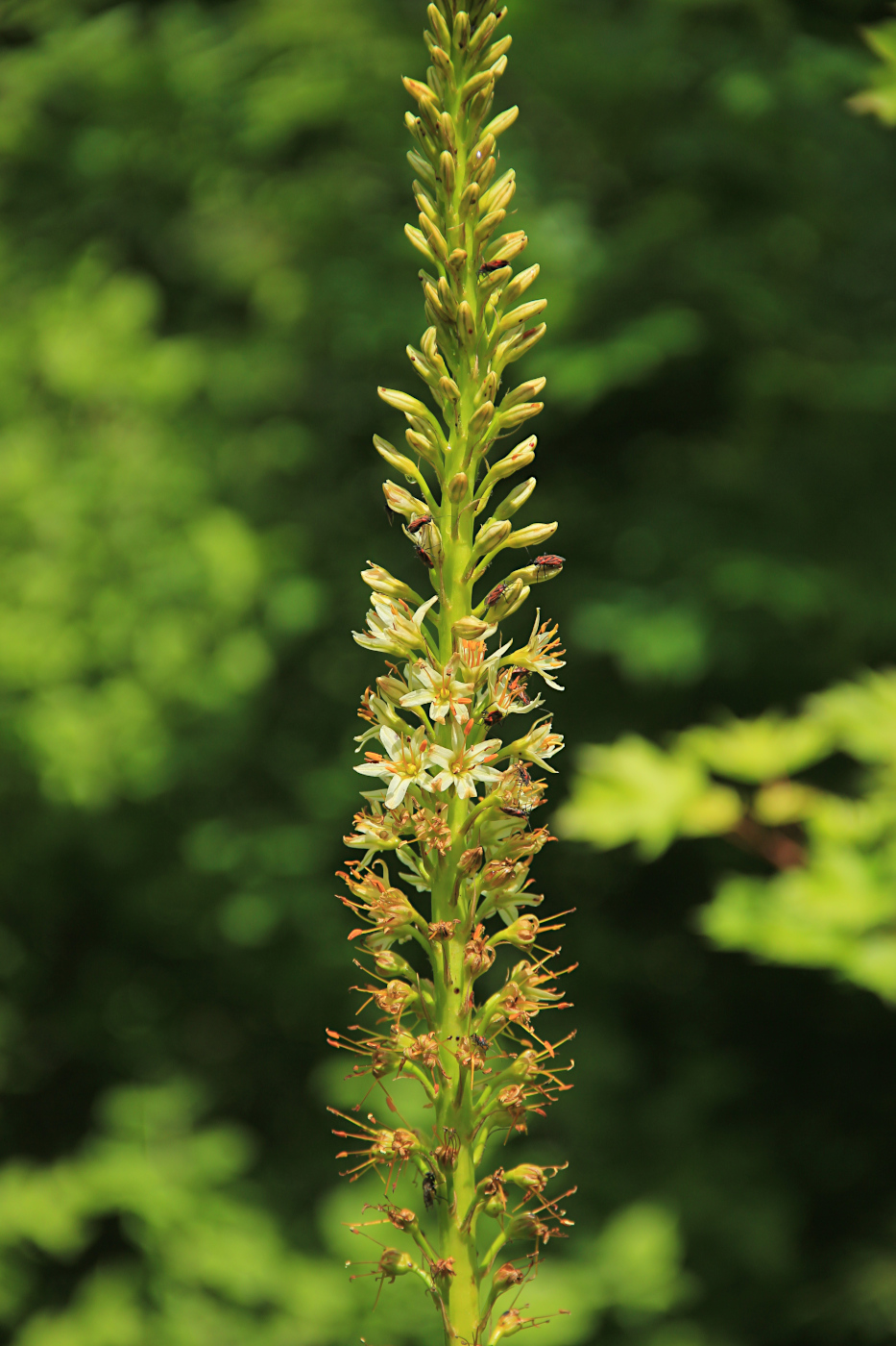 Image of Eremurus spectabilis specimen.