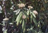 Viburnum rhytidophyllum. Верхушка ветви с нераспустившимися соцветиями. Испания, Каталония, пров. Барселона, комарка Осона, муниципалитет Виланова-де-Сау, водохранилище Сау, озеленение парковочной площадки. 14.04.2026.