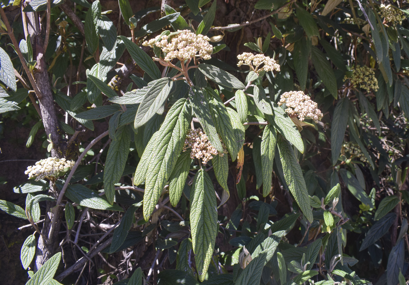 Изображение особи Viburnum rhytidophyllum.