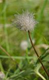 genus Pulsatilla. Плод. Оренбургская обл., Саракташский р-н, Жёлтинский сельсовет, окр. хут. Султанбаево, луговая степь. 9 июня 2025 г.