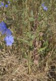 Cichorium intybus