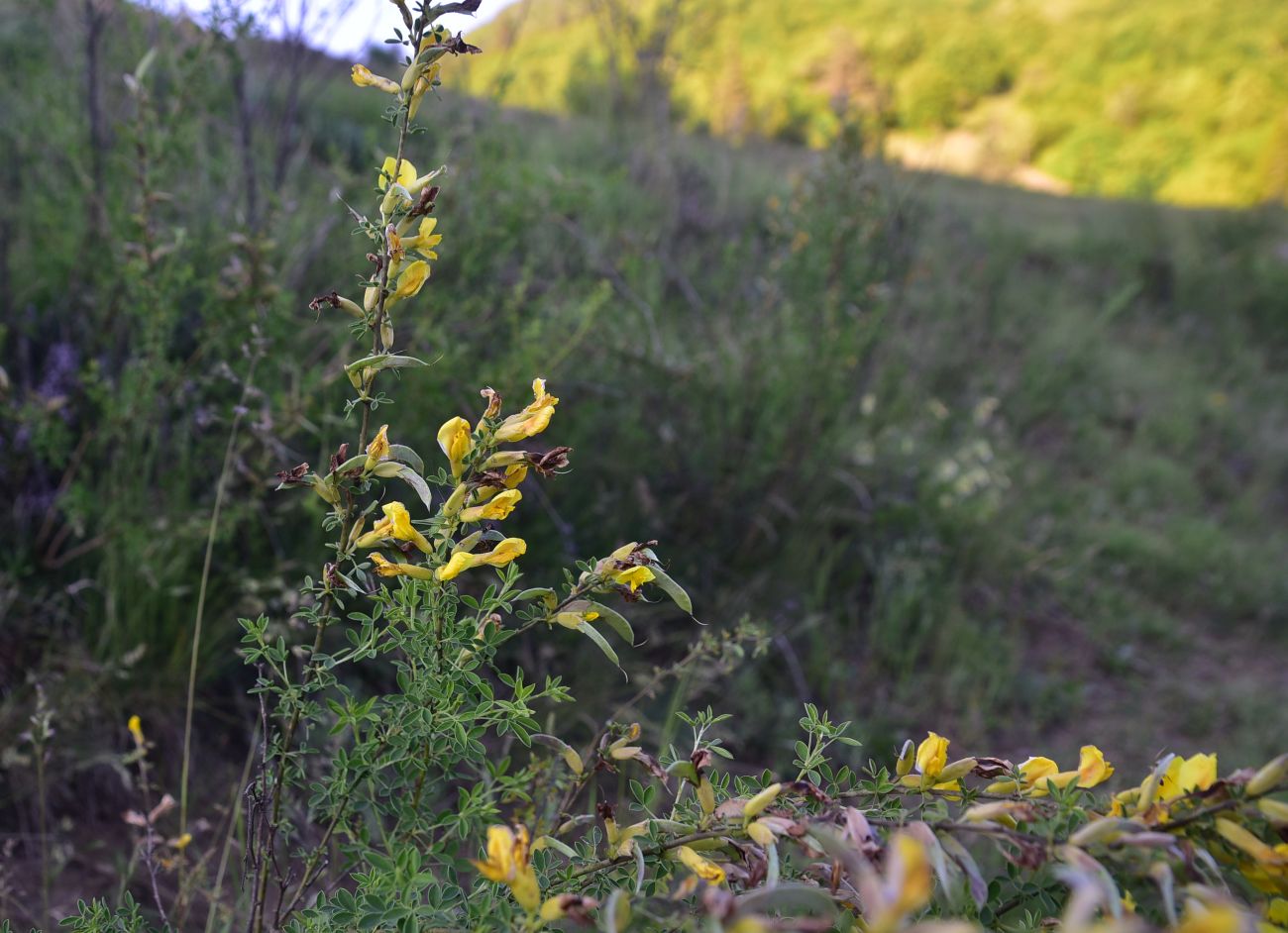 Image of genus Chamaecytisus specimen.