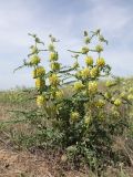 Astragalus vulpinus