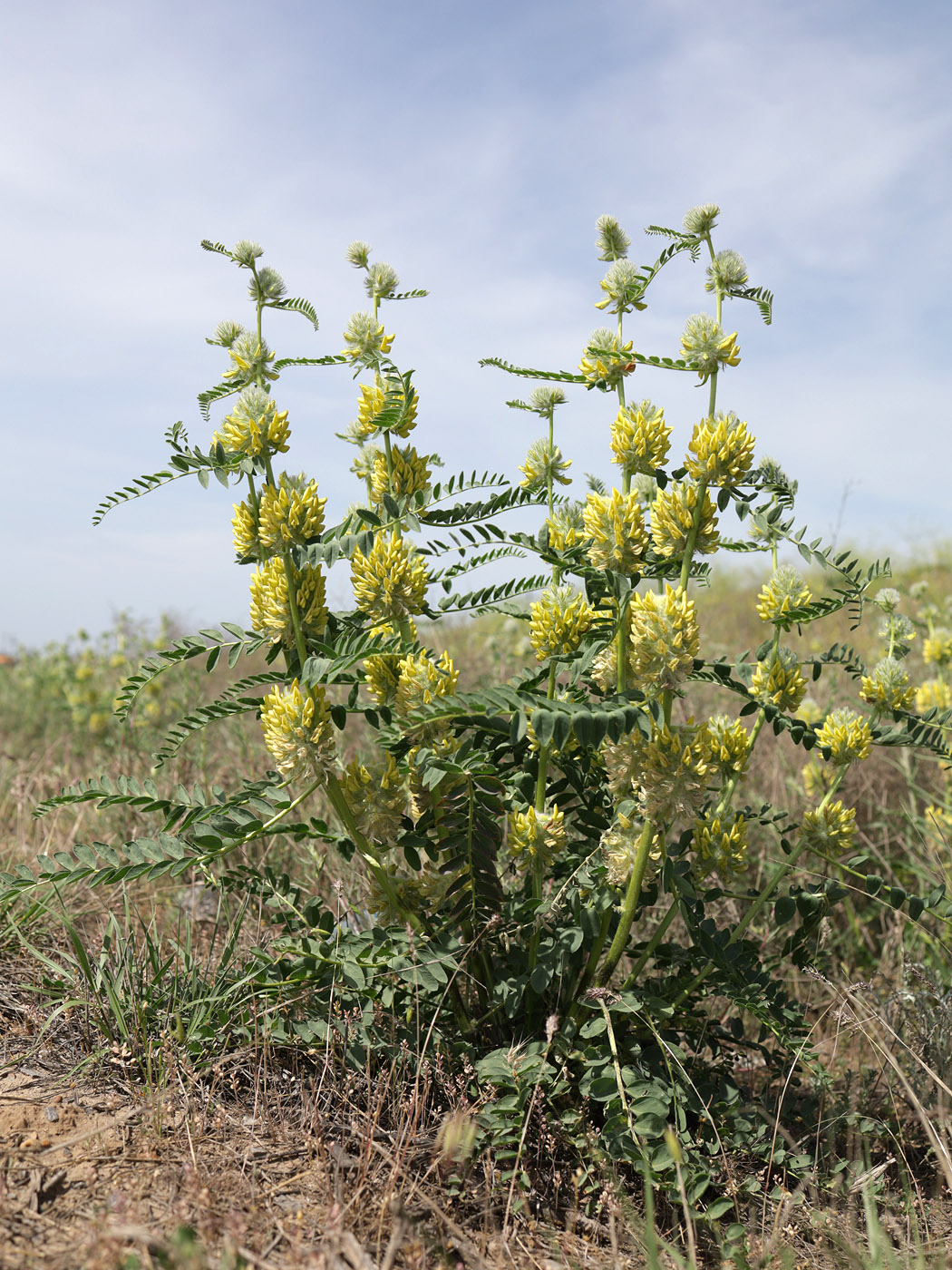 Image of Astragalus vulpinus specimen.