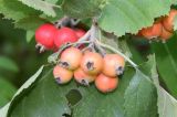 Crataegus submollis. Соплодие и фрагменты листьев. Узбекистан, г. Ташкент, Ботанический сад им. Ф.Н. Русанова, в культуре. 25.07.2026.
