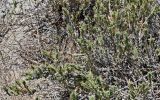 Crucianella maritima. Расцветающее растение. Португалия, округ Сетубал, п-ов Троя, песчаный пляж. 17.06.2026.