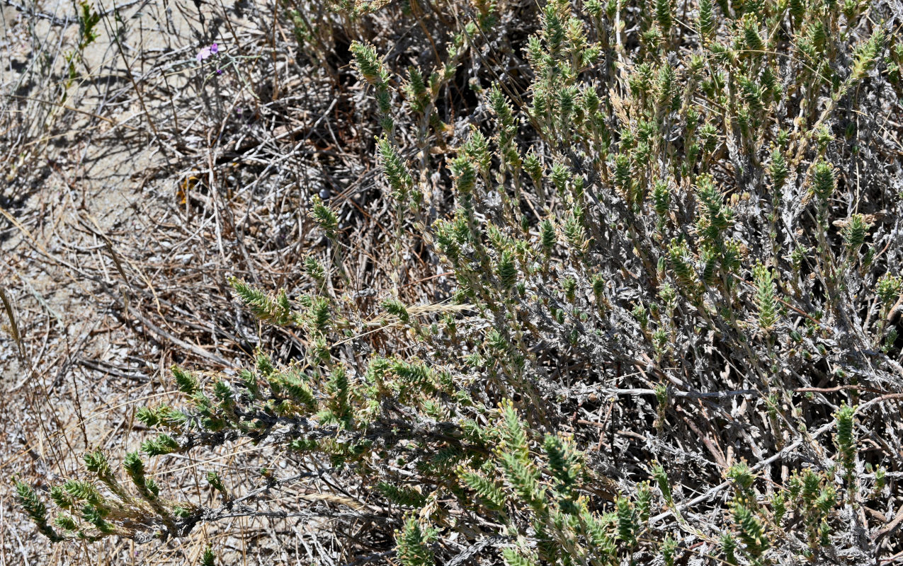 Image of Crucianella maritima specimen.