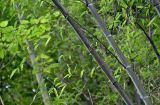 Phyllostachys pubescens. Части побегов. Китай, пров. Аньхой, г. Танкоу, опушка лиственного леса. 29.05.2025.