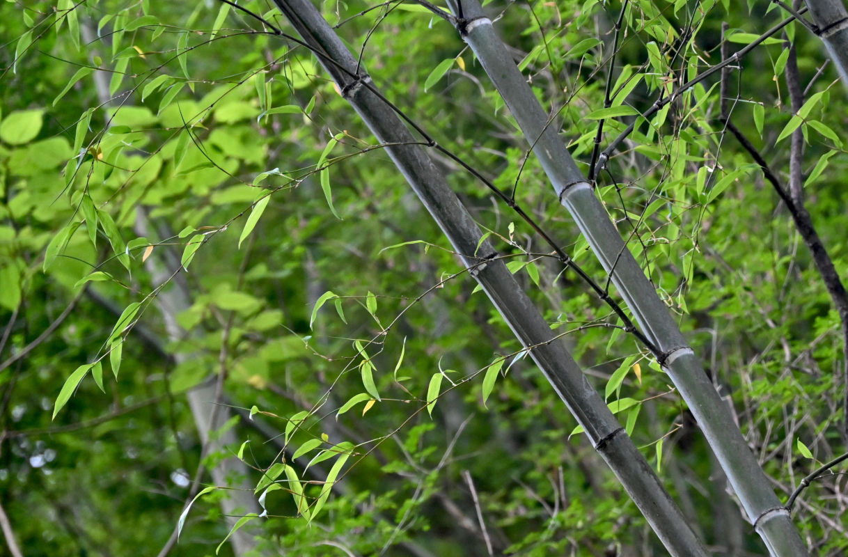 Изображение особи Phyllostachys pubescens.