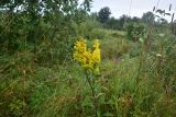 Solidago virgaurea. Верхушка цветущего растения. Смоленская обл., Вяземский р-н, окр. дер. Савино, луг. 22 августа 2026 г.