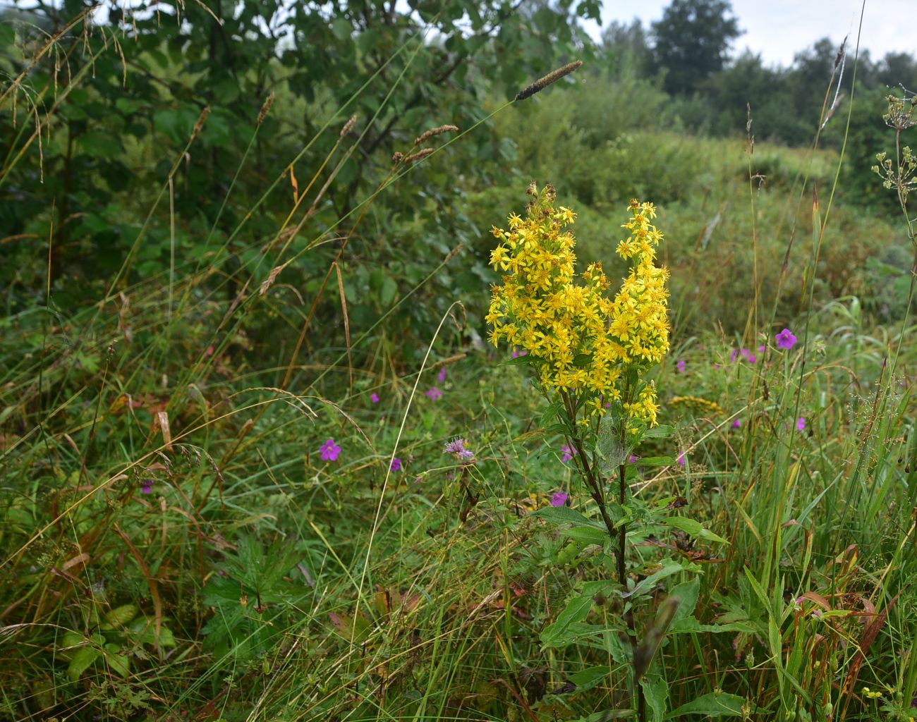 Изображение особи Solidago virgaurea.