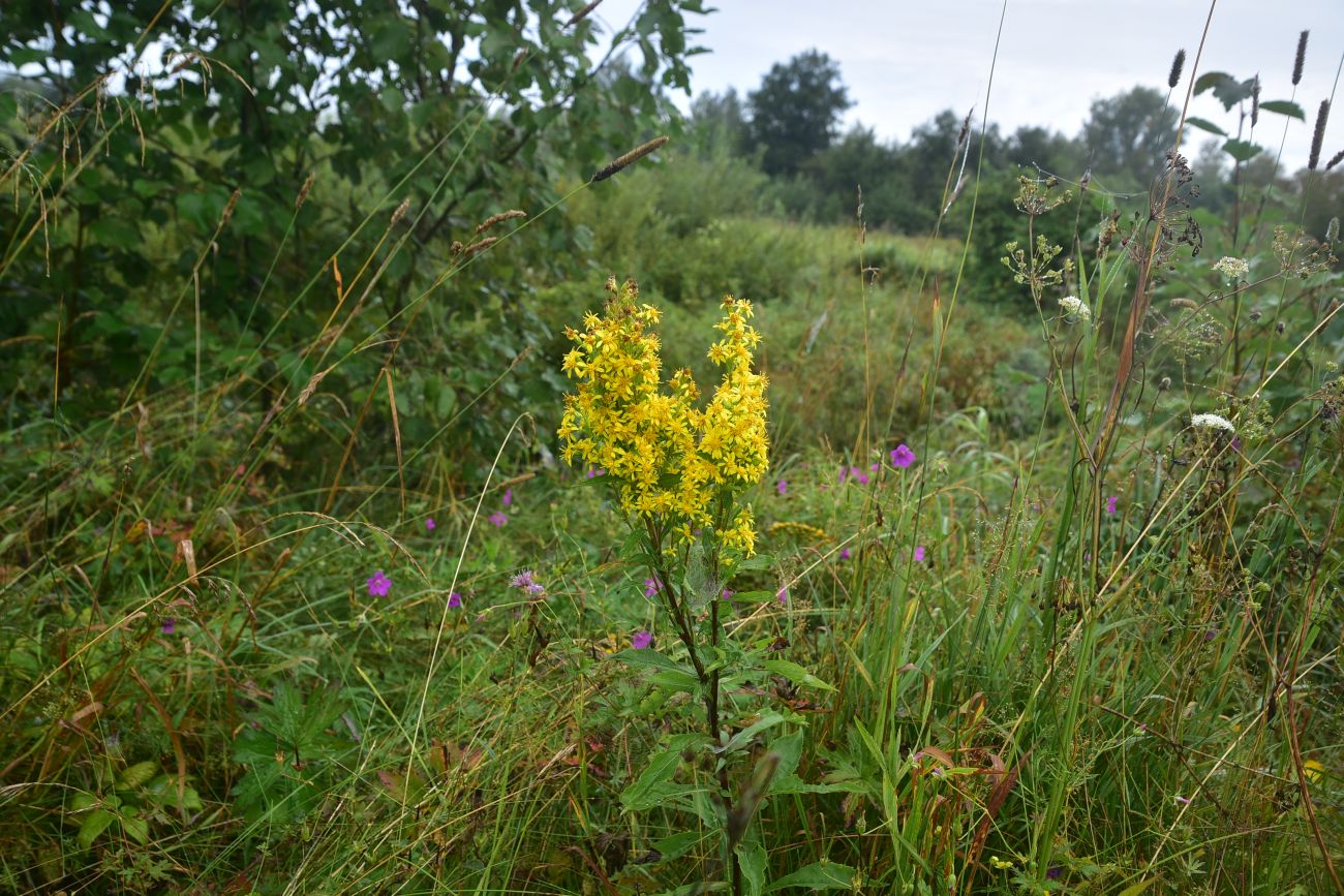Image of Solidago virgaurea specimen.